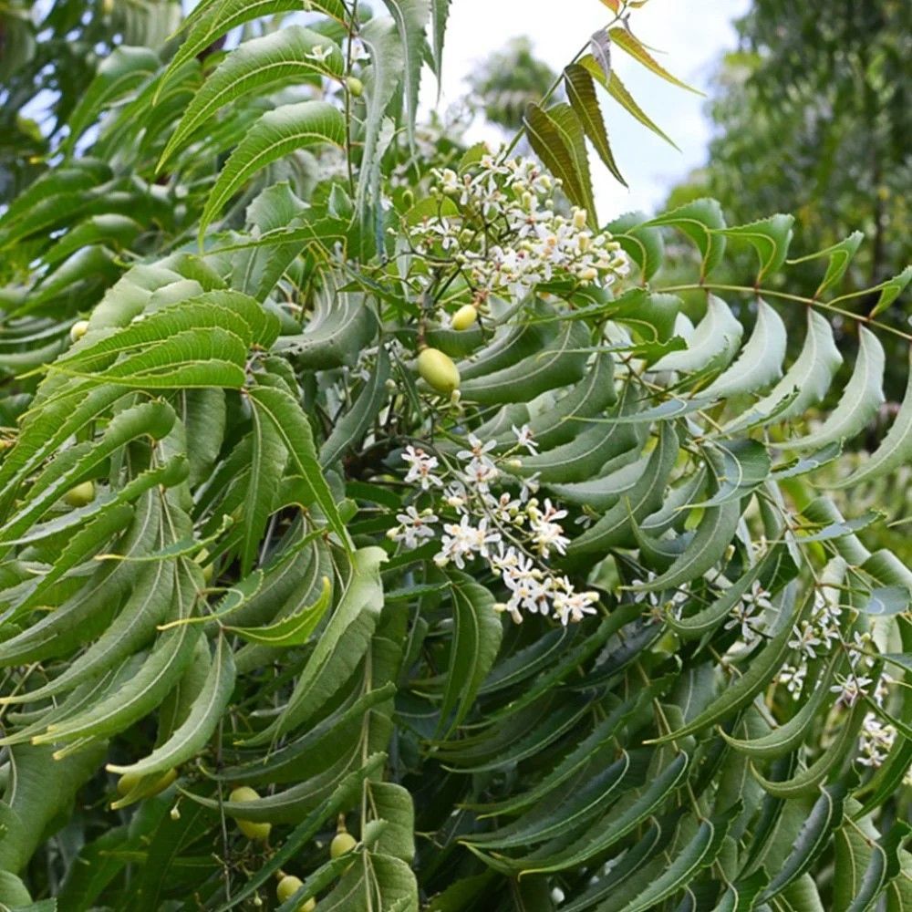 Rongon Herbals Neem Oil - রঙ্গন হারবাল নিম অয়েল  