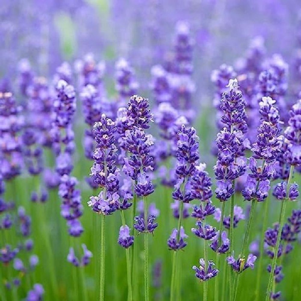 M&S Floral Collection Lavender Silky Talcum Powder  