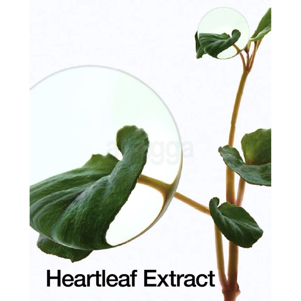 Anua Heartleaf 70% Daily Lotion  