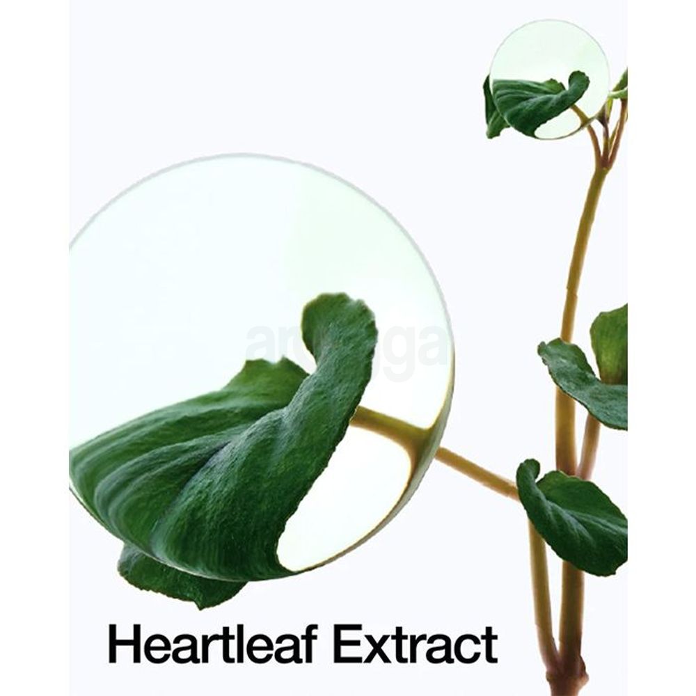 Anua Heartleaf 80% Soothing Ampoule  
