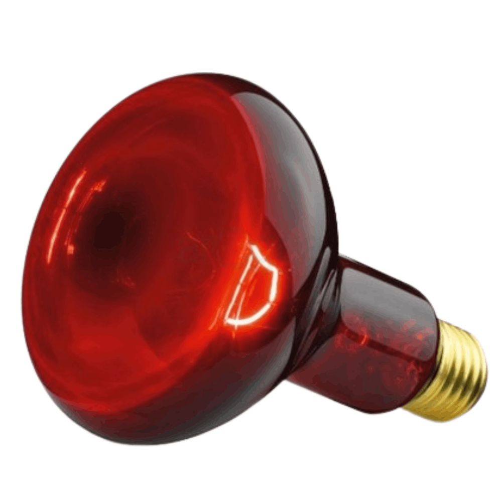 Infrared Heating Lamp Heat Lamp / IL 11 Spare Lamp- 100v Watt  (Technokit)  