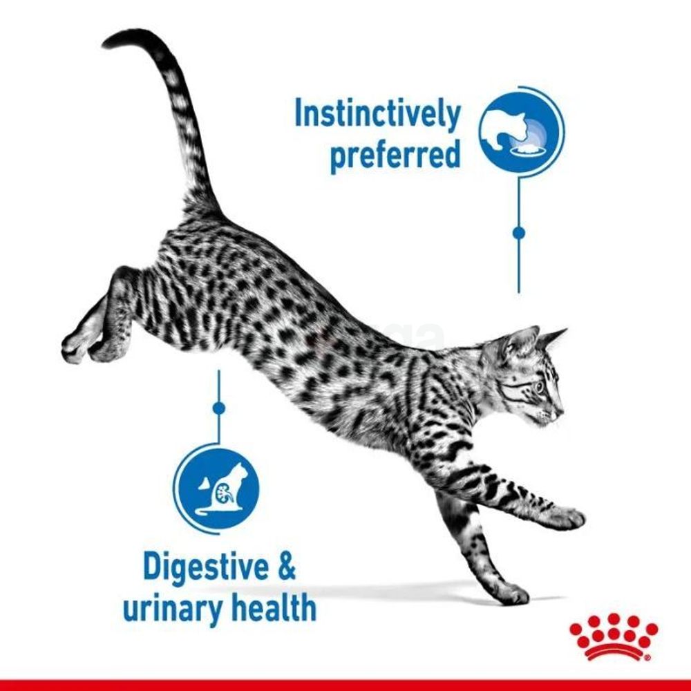 Royal Canin Pouch Indoor Jelly Cat Food 85g  