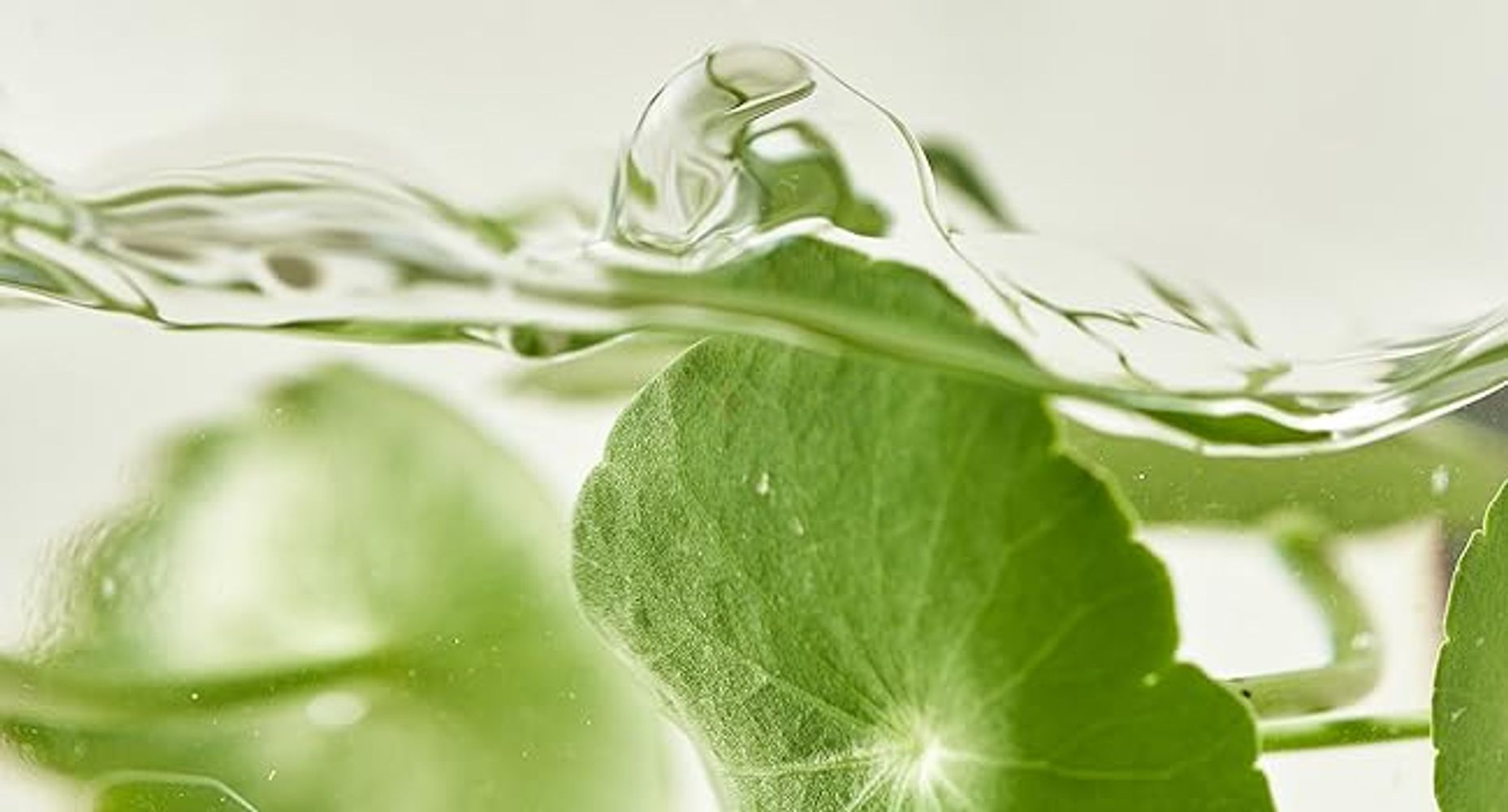 Centella asiatica extract