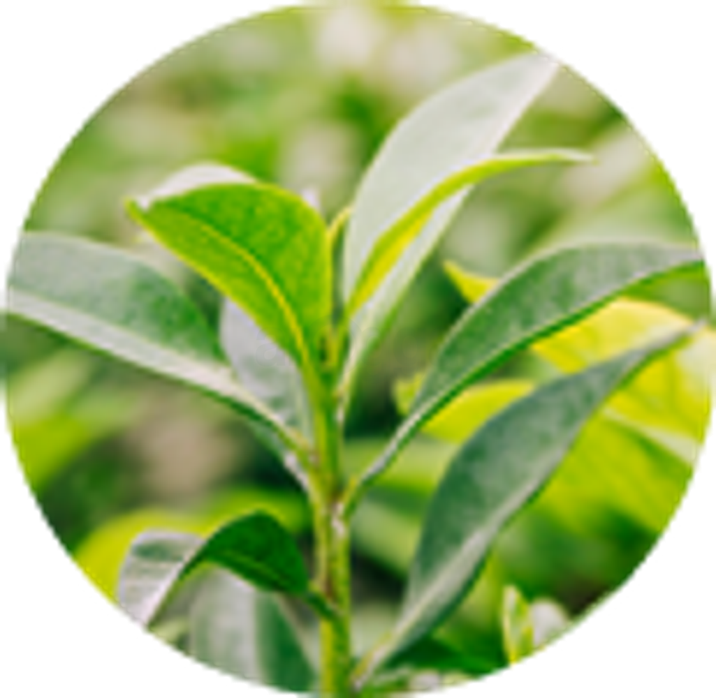 eyJidWNrZXQiOiJhcm9nZ2EiLCJrZXkiOiJtZWRpY2luZURlc2NyaXB0aW9uXC82N1wvNjc4MjItMXhvZmxzdWo1eDM4dS5wbmciLCJlZGl0cyI6W119