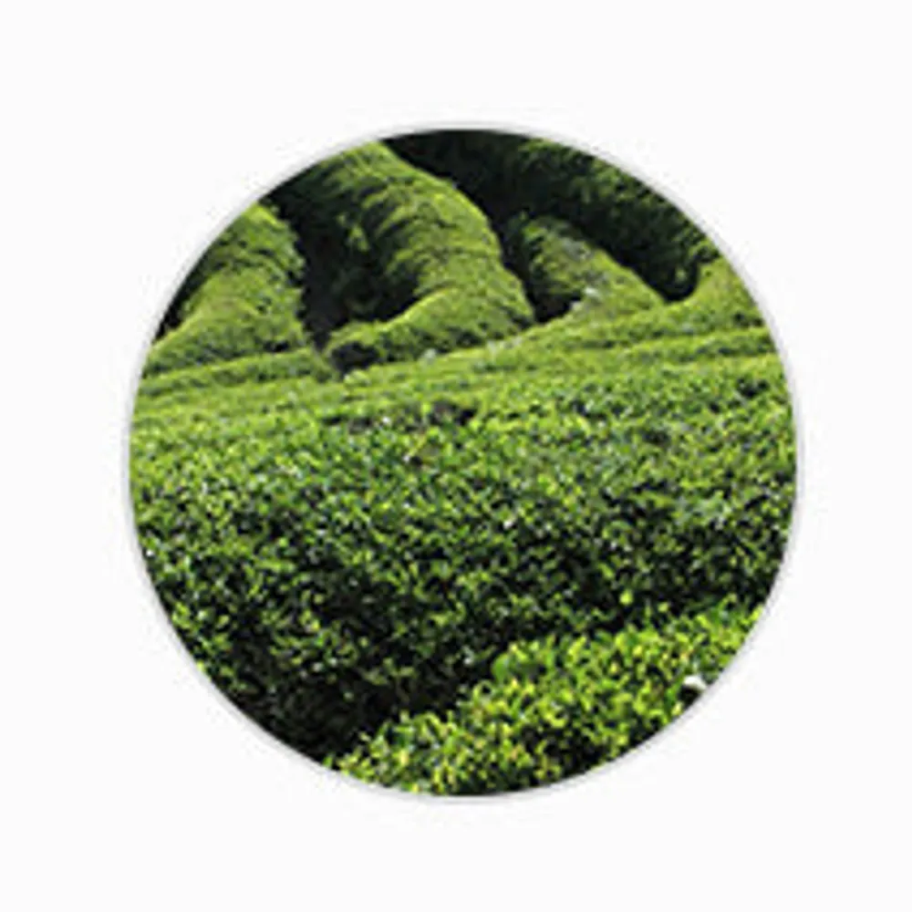 MISSHA All Around Safe Block Essence Sun SPF45/PA+++ Ingredient