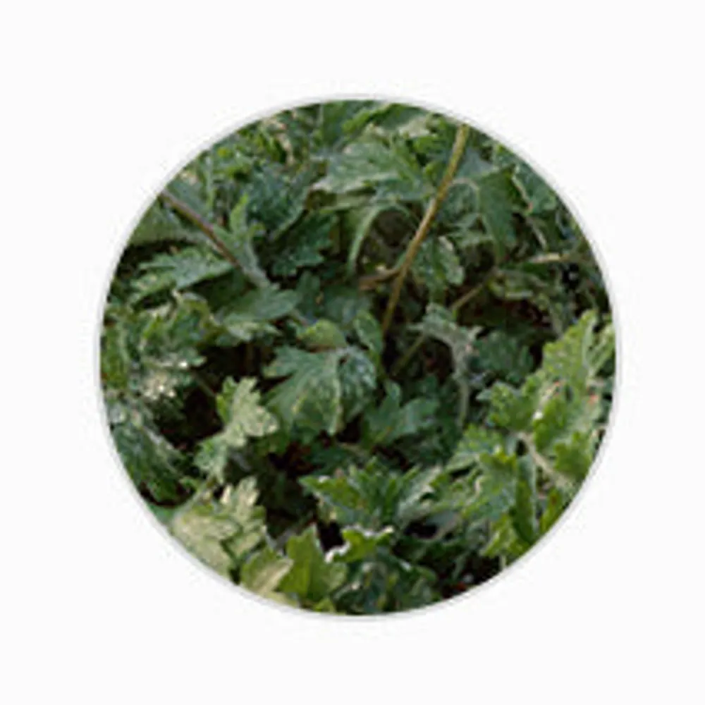 MISSHA All Around Safe Block Essence Sun SPF45/PA+++ Ingredient