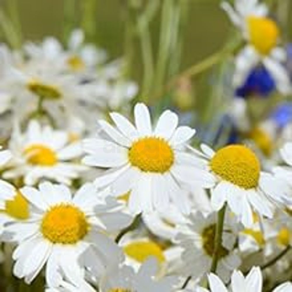 Daisy Flower Extract