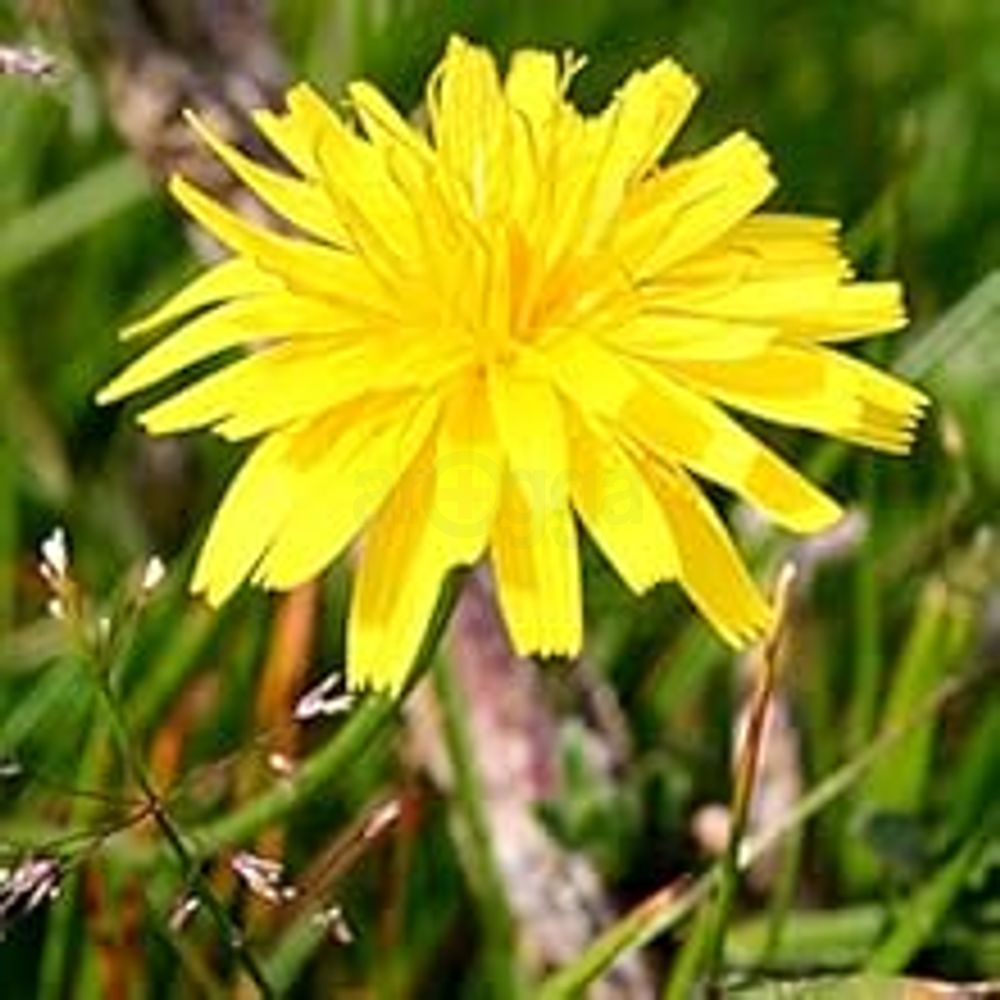 Hawkweed Extract